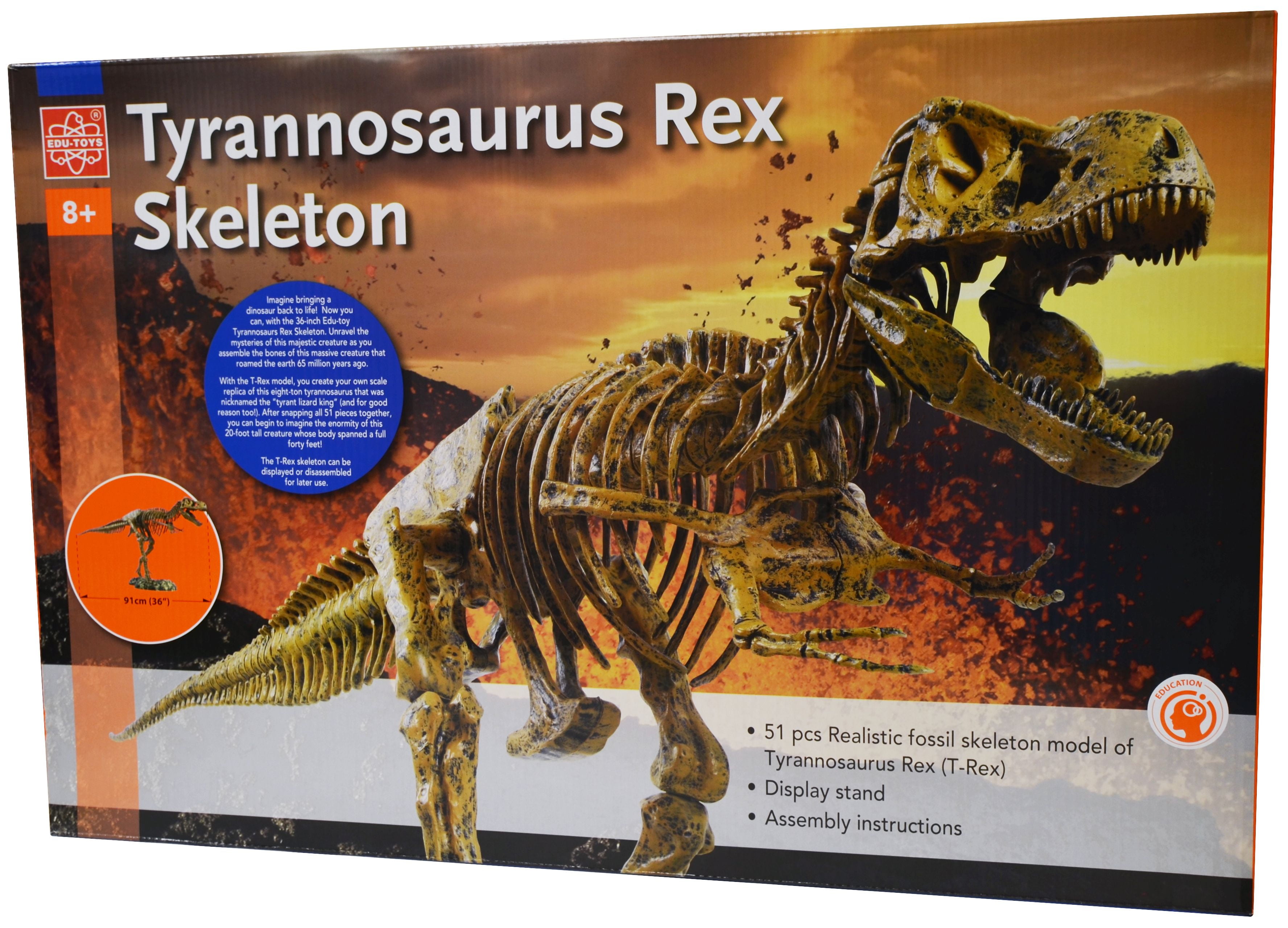Tyrannosaurus 1/35 skeleton model kit & Big poster 57507637 9784057507637 