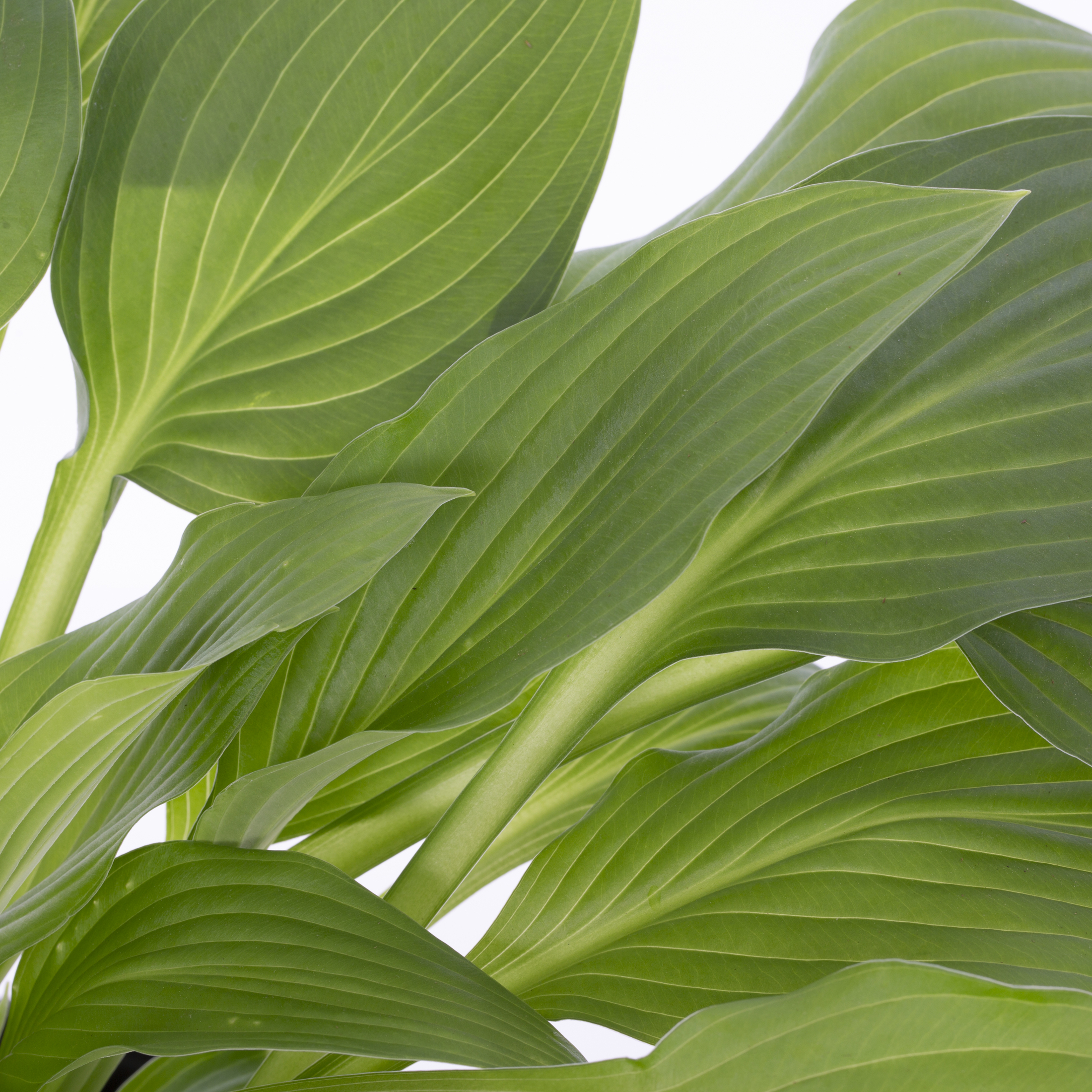 Expert Gardener Hosta Hyacinthina Live Perennial Plant, 3-Pack