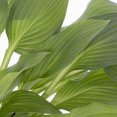thumbnail image 3 of Expert Gardener 2QT Green Hosta Hyacinthina Live Perennial Plant Sun 3-Pack, 3 of 8