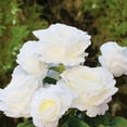 thumbnail image 3 of 7 Heads Silk Rose Artificial Flowers in Vase,Faux Rose Flowers Arrangement in Vase with Faux Water for Table Decor Centerpieces, 3 of 5