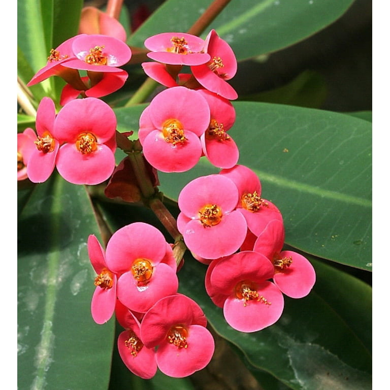 Eos Crown of Thorns Plant - Rare Biblical Live Indoor Flowering Garden Pot  - Euphorbia - Red/Pink - 2.5 - Walmart.com