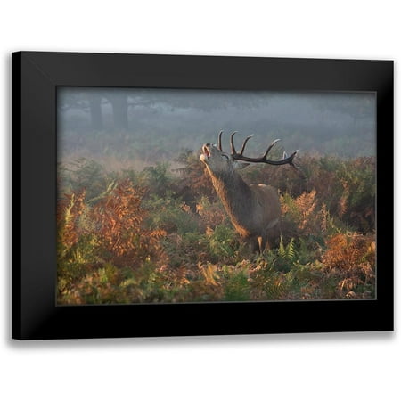 Meswani, Prashant 24x17 Black Modern Framed Museum Art Print Titled - Bellowing Stag Deer