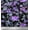 Violet, variant on Soimoi Cotton Duck Fabric Leaves,Insects & Wild Flower Print Sewing Fabric Yard 42 Inch Wide