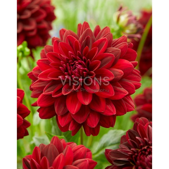 TASC Flower Bulbs - Dahlia Decorative Arabian Night (Annual)