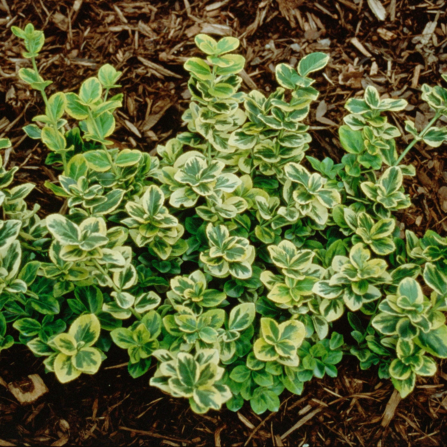 Proven Winners ColorChoice 6" Multicolor Gold Splash Wintercreeper Live Plant in 7.5" Pot