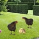 thumbnail image 3 of 4x Estacas de Estatua de Animales de Pollo, Decoraciones de Pollo para Jardín, Porche Y Patio, 3 of 6