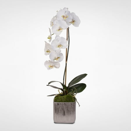 White Silk Phalaenopsis Orchid in Ceramic Pot