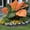 B, variant on Elephant ear Planting-Easy to Grow, Perfect for Garden Stakes, Home Decoration, Gifting Choice(Acclimated, Non-Artificial)