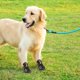 thumbnail image 4 of Greeniant Zapatos para mascotas Botas deportivas para interiores Malla Transpirable Clásico Algodón Cremallera Calzado para mascotas Ropa para mascotas marrón uno Greeniant PT000055-16B, 4 of 6