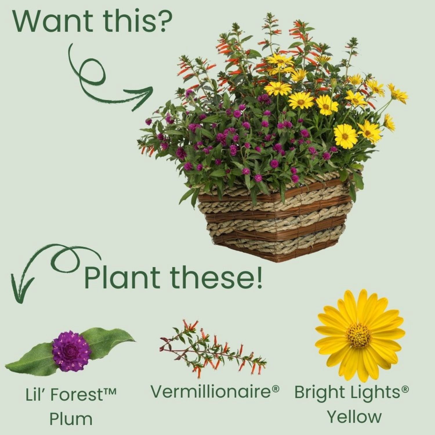 Proven Winners 4" Purple Lil' Forest Plum Bachelor Button Live Plant in 4.25" Pot (4 Count)