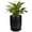 Black, variant on Ordivic 8 inch White Ceramic Planter with Drainage Hole – Round Cylinder Flower Pot for Indoor & Balcony Houseplants, Minimalist Home Decor