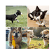 thumbnail image 3 of Juguete Limpia Dientes 10 Piezas para caninos, 3 of 4