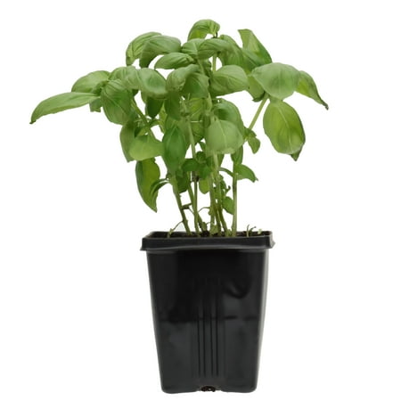 Fresh Potted Basil, 1 Each