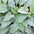 thumbnail image 2 of Easy to Grow Hosta Giants Collection 9 Plant Roots, Summer Shade Zones 3-9, 2 of 7