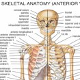 thumbnail image 2 of SKELETAL ANATOMY (ANTERIOR VIEW) Posters & Prints Wall Chart - Medical Teaching Canvas Painting Hospital Classroom Home Wall Art Decor Sticker (without Framed),19.7x16 inch(50x40 cm), 2 of 4