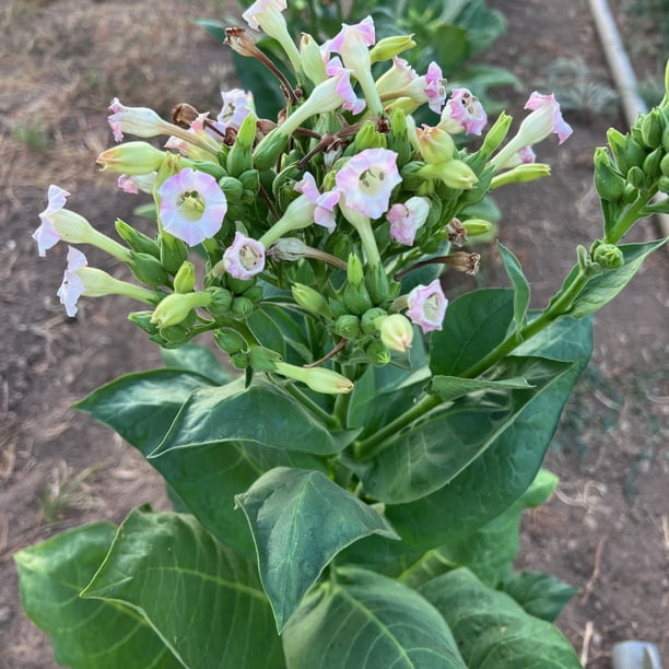 is virginia tobacco good Seeds - 509 While native to the Americas virginia tobacco | Mac Baren