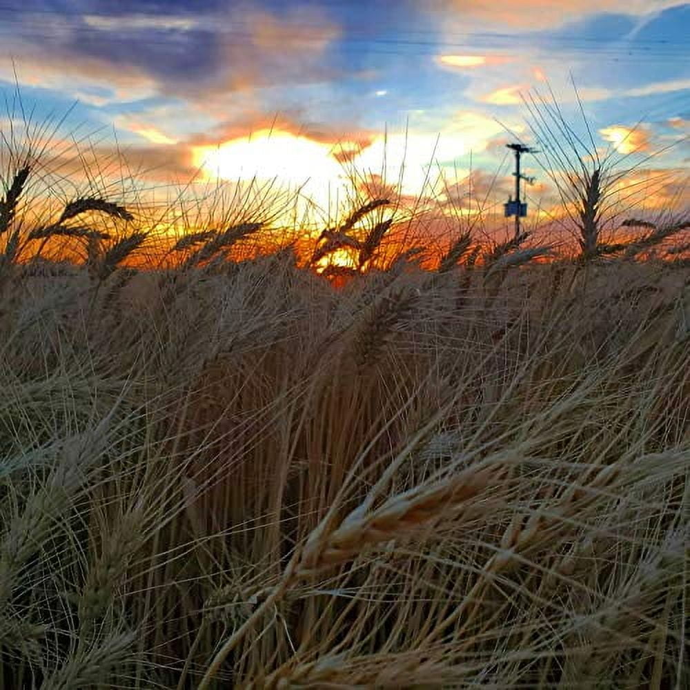 (New Harvest) Premium 100% Natural Wheat Straw Grass Harvested 2022, Farmer Direct- Excellent Animal Bedding, Garden Cover, Mulch and Farm Wheat Straw 5lbs. Straw Shipped