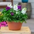 thumbnail image 4 of Expert Gardener 1.25gal Multicolor Stock Live Annual Plant Decorative Pot Sun, 4 of 6