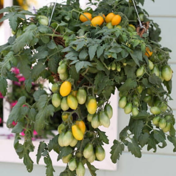 Tomato Seeds - Peardrops Untreated Non-GMO Variety Tomato Seeds - Non-GMO - 50 Seeds