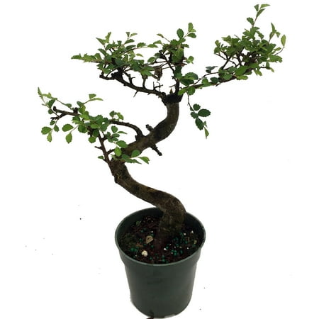 Stylized Imported Japanese Zelkova Bonsai Tree - 4