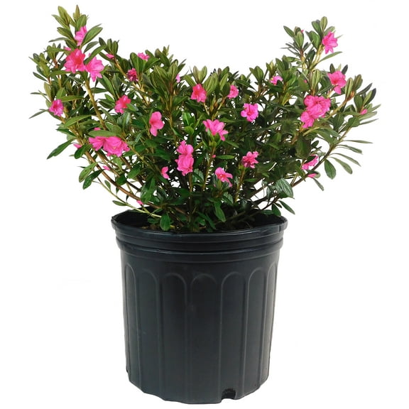 Expert Gardener Azalea Macrantha Live Shrub