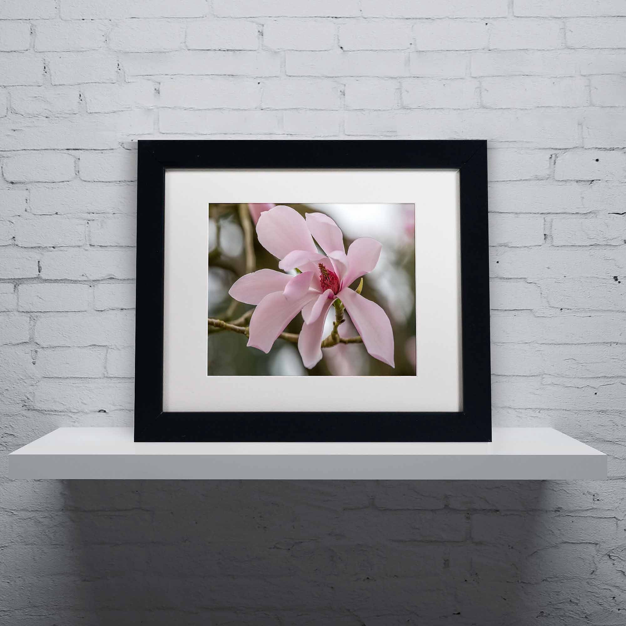 Trademark Fine Art "Magnolia" Canvas Art by Pierre Leclerc, White Matte/Black Frame