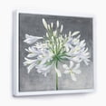 thumbnail image 1 of Fleur Cleome Splash I - Toile Encadrée Florale Traditionnelle, 1 of 3