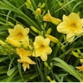 thumbnail image 2 of Stella D'Oro Daylily Yellow Flowers - 6 Bare Roots - Attracts Butterflies, Bees & Hummingbirds-Spring Garden Perennial, 2 of 6