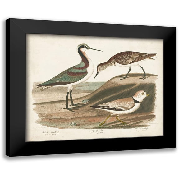 Wilson, Alexander 14x12 Black Modern Framed Museum Art Print Titled - Waterbird Trio III