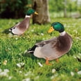 thumbnail image 6 of ABODELINE Lifelike Acrylic Mallard Garden Stake - Realistic Duck Decor for Outdoor Lawn, Yard, and Patio Decoration (10.4 inch), 6 of 6