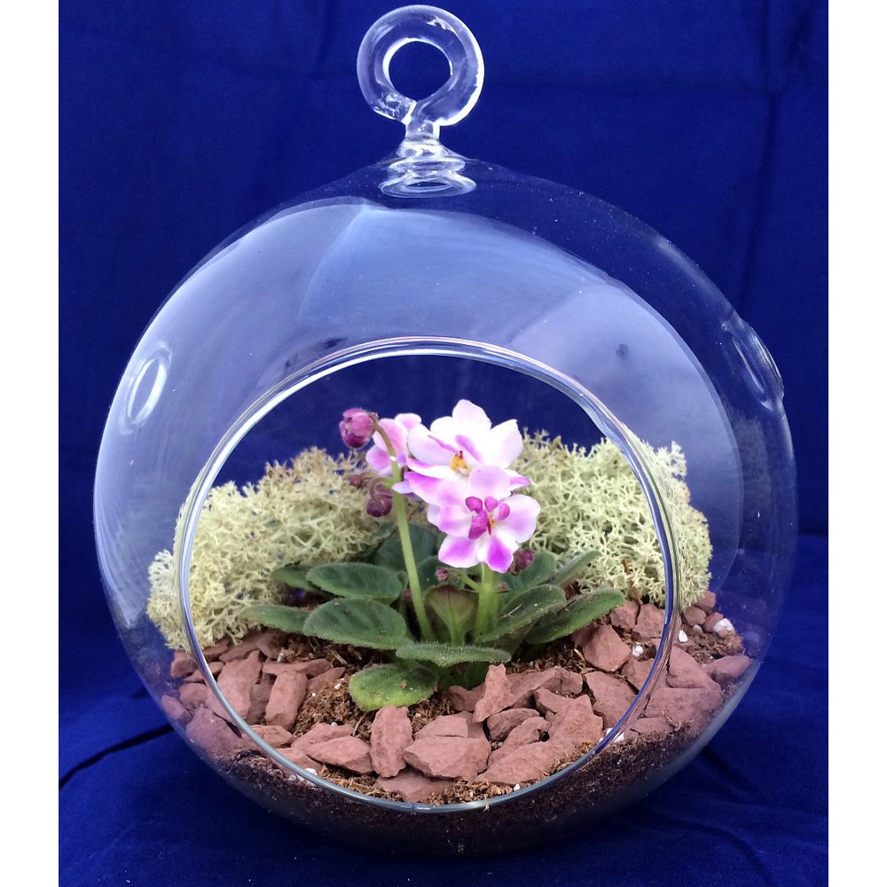 Round Hanging Mini Violet Terrarium Kit Great Gift! Easy to Grow