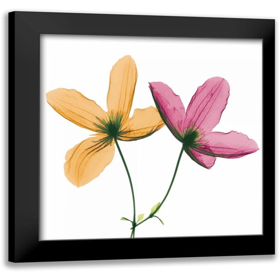 Koetsier, Albert 12x12 Black Modern Framed Museum Art Print Titled - Two Clematis