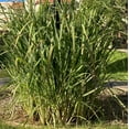 Outdoor Organic Lemongrass 8 Live Plants, 56 Inches Long, Ready to