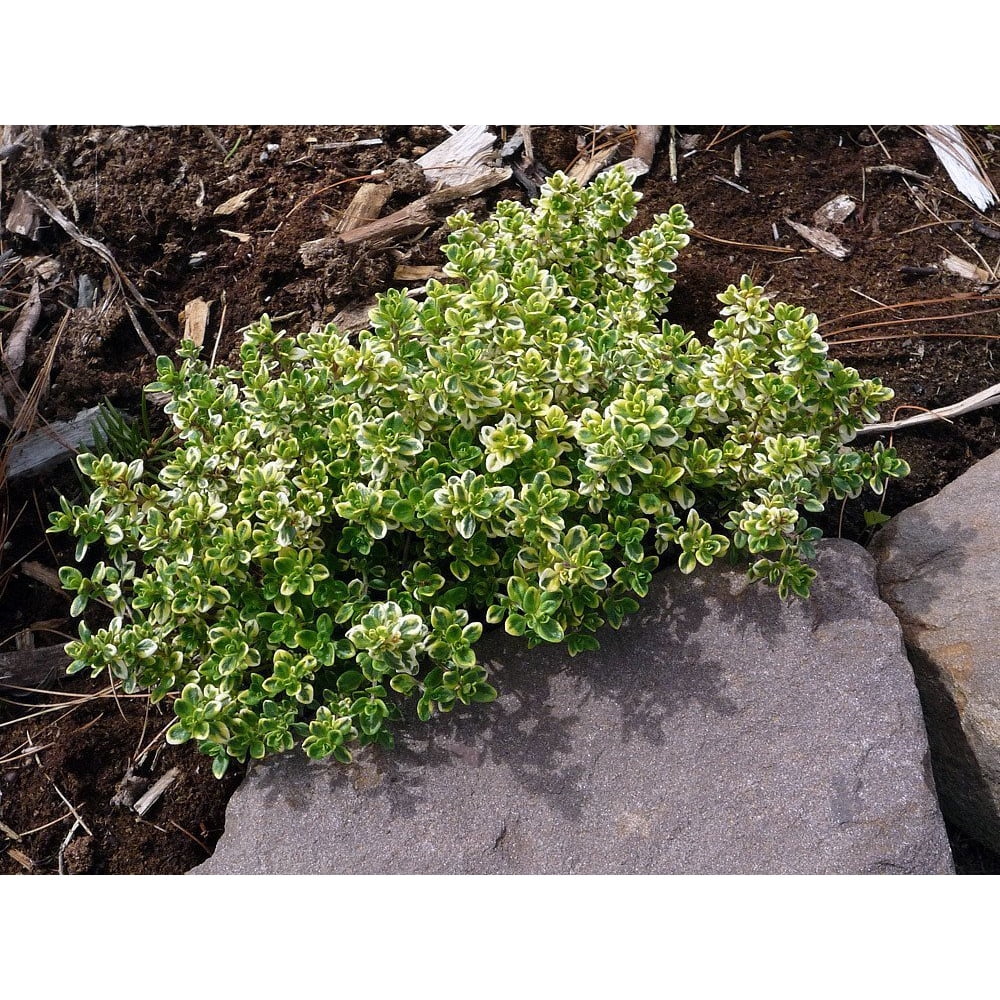 Lemon Creeping Thyme Plant Smells Like Lemon/Tastes Like Lemon 3
