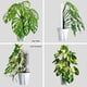thumbnail image 4 of 4 Postes de de Plástico de 17 Pulgadas para Plantas Monstera, Diseñados Específicamente para Plantas Trepadoras, Soporte de Planta Apilable, 4 of 7
