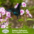thumbnail image 4 of 2 packs Mixed Annual Phlox Seeds - Full Sun Heirloom Flower, 4 of 5