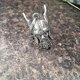 thumbnail image 2 of The Guardian Of The Viking God Of Odin,good Luck Charm,biker Gift,rides A Bell To Dispel Bad Luck,odin Viking God Bravo Bell,gremlin Guardian Ride Bel, 2 of 5