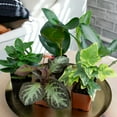 thumbnail image 3 of Live Houseplant (6PK) - 6 Air Purifying Plants - Easy Care - 2in Pots - Indirect Sunlight - Altman Plants, 3 of 10