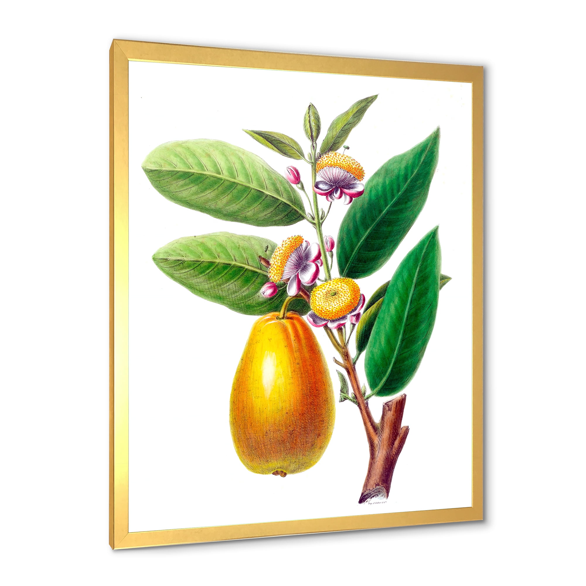 Designart 'Ancient Fruits I' Farmhouse Framed Art Print