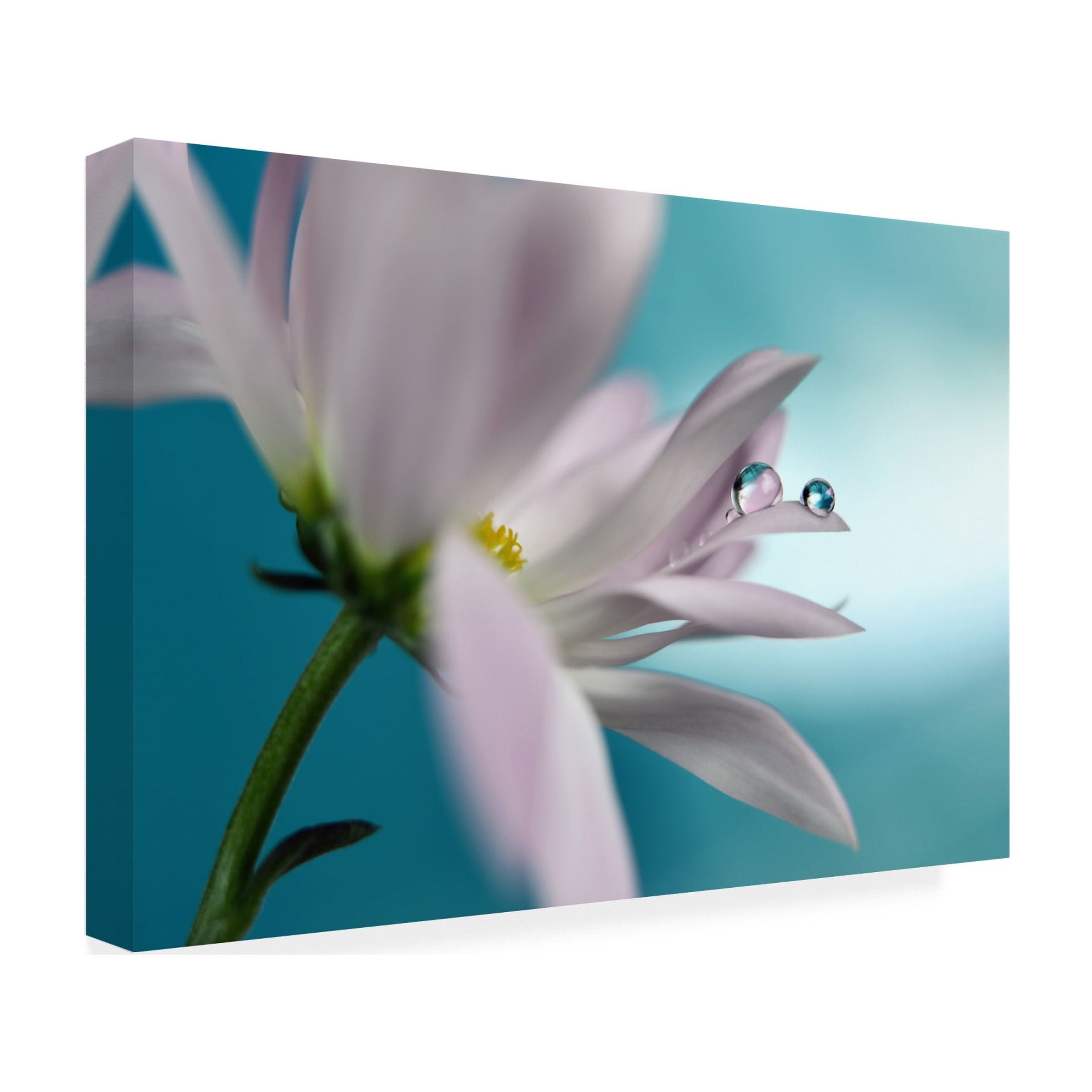 Heidi Westum 'In Turquoise Company' Canvas Art