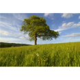 thumbnail image 1 of Single Oak Tree On A Hill Poster Print, 18 x 12, 1 of 1