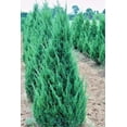 thumbnail image 6 of Blue Point Juniper Tree  3 Live 4 Inch Pots  Juniperus Chinensis  Hardy Evergreen Shrub  Perfect for Landscaping  Low Maintenance Plants, 6 of 9