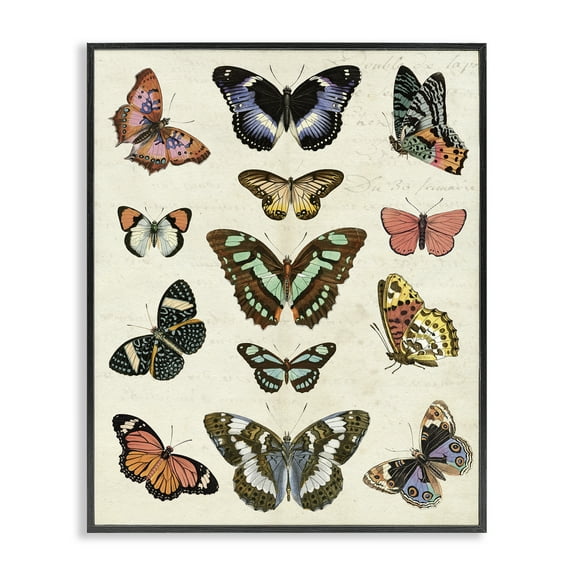 Stupell Industries Vintage Butterfly Breeds Insects Painting Black Framed Art Print Wall Art, 11 x 14