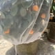 thumbnail image 3 of Cubierta Transparente Antipájaros para Árboles Frutales Bonsái Frutas Y Verduras (150 Cm), 3 of 7