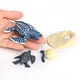 thumbnail image 4 of Colección-Ciclo de tortuga Sunnimix Juego de crecimiento de tortugas marinas, 4 of 7