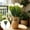 White, variant on Seyotauo Artificial Tulip Silk Flowers Realistic Faux Bouquet Home Decor, No Fade Plastic Plants for Windowsill Bedroom Living Room Garden Office Centerpiece