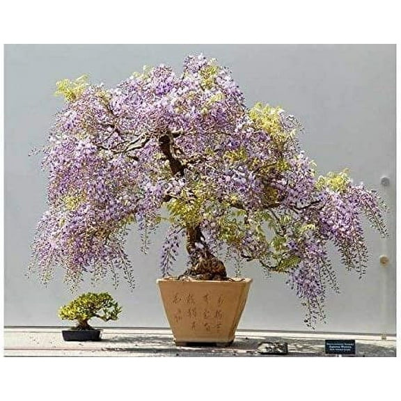 Bonsai Tree Seeds for Planting | Royal Empress Tree Seeds | 50 Seeds | Beautiful Flowering Tree to Grow