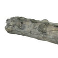 thumbnail image 4 of Benjara  28 in. Wall Shelf, Tree Trunk Design Home Decor - Gray Polyresin, 4 of 5