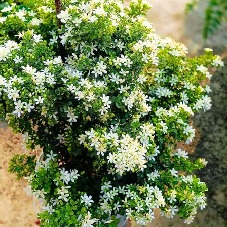 Pack 3 Jasmine Plant Live, Night Blooming Jasmine Flower Plant, Fragrant Shrub and White Flowers for Landscaping, Cestrum Nocturnum