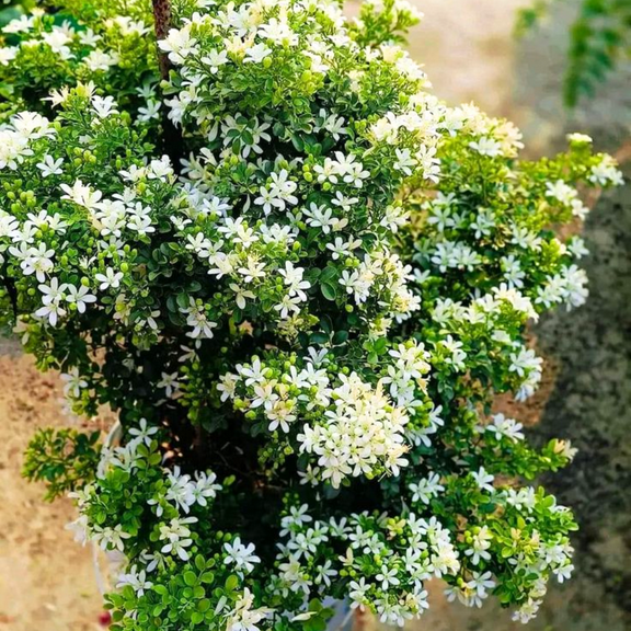 Pack 3 Jasmine Plant Live, Night Blooming Jasmine Flower Plant, Fragrant Shrub and White Flowers for Landscaping, Cestrum Nocturnum